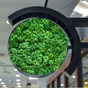 Ver imagem 4 de Kit 17 Placas Trevo Artificial Folhagem Verde Decorativa de Fácil Instalação e sem Manutenção