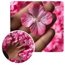 Ver imagem 6 de 13 Placas para Jardim Vertical Decorativo 60x40 com Flores Artificiais