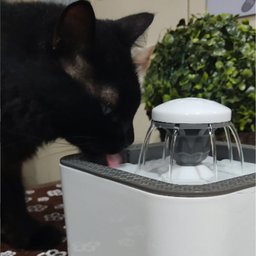 Bebedouro Fonte Agua Gatos Filtro 2.5 litros Cachorro Pet Bomba dagua caes - 6