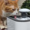 Bebedouro Fonte Agua Gatos Filtro 2.5 litros Cachorro Pet Bomba dagua caes - 4