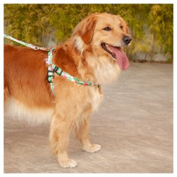 Coleira Cachorros com Guia Flamingo G Style - 5