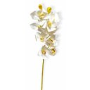 Ver imagem 1 de Galho 10 Orquidea Cymbidium Grande Toque Real - Branca 63cm