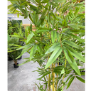 Ver imagem 4 de Bambu Artificial Grande Decoração Sala com 2.10 Metros