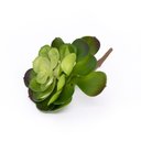 Ver imagem 2 de Suculenta Planta Artificial Verde 14x16 Cm - D'Rossi