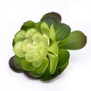 Ver imagem 1 de Suculenta Planta Artificial Verde 14x16 Cm - D'Rossi