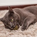 Ver imagem 6 de BOLINHA DE CATNIP MACIÇA 18G PARA GATOS PET