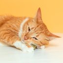 Ver imagem 5 de BOLINHA DE CATNIP MACIÇA 18G PARA GATOS PET
