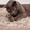 Ver imagem 3 de BOLINHA DE CATNIP MACIÇA 18G PARA GATOS PET