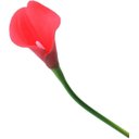 Ver imagem 5 de Kit com 9 Flores Copos de Leite Vermelho Toque Real Buque