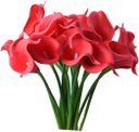 Ver imagem 2 de Kit com 9 Flores Copos de Leite Vermelho Toque Real Buque