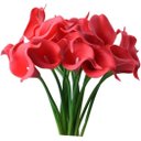 Ver imagem 2 de Kit com 9 Flores Copos de Leite Vermelho Toque Real Buque