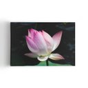 Ver imagem 1 de Quadro Flor de Lótus Rosa Orvalho Fotografia Canvas 140x90cm