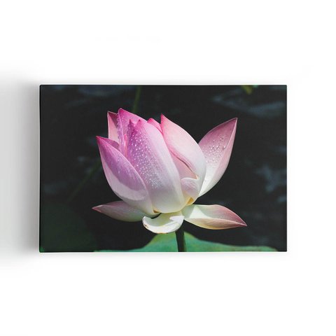 Quadro Flor de Lótus Rosa Orvalho Fotografia Canvas 140x90cm