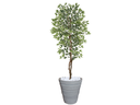 Ver imagem 1 de Planta Artificial Ficus Verde Creme 2,10m kit + Vaso Redondo D. Grafiato Cinza 40cm