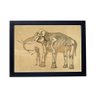 Lindo Quadro Decorativo Anatomia Humana Elefante P8228 - 1