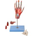 Ver imagem 4 de Mão Muscular Principais Nervos e Vasos Anatomia