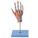 Ver imagem 1 de Mão Muscular Principais Nervos e Vasos Anatomia