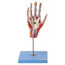 Ver imagem 2 de Mão Muscular Principais Nervos e Vasos Anatomia