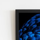 Ver imagem 2 de Arara Penas Azuis Asas Aves Quadro Moldura Preta 60x40cm