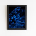 Ver imagem 1 de Arara Penas Azuis Asas Aves Quadro Moldura Preta 60x40cm