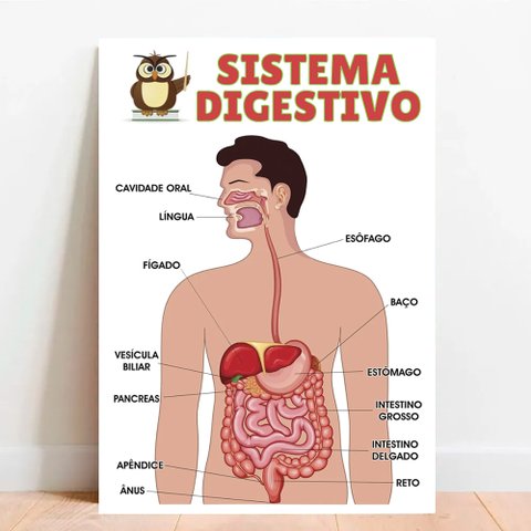 Placa Educacional Sistema Digestivo - 40x60cm