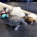 Ver imagem 2 de Forma de Silicone Tartaruga Pequena Decorativa Artesanato para Gesso, Concreto e Resina
