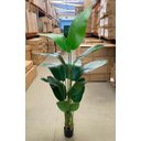 Ver imagem 2 de Planta Artificial Bananeira Viajante Real Toque com 1.80m