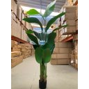 Ver imagem 5 de Planta Artificial Bananeira Viajante Real Toque com 1.80m
