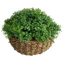 Ver imagem 1 de 8 Folhas de Eucalipto Artificial para Decoração de Casa, Festa e Escritório