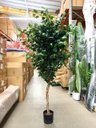 Ver imagem 6 de Árvore Artificial Realista Toque Real para Decoração 1.60m, Plantas Artificiais.