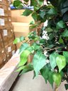 Ver imagem 3 de Árvore Artificial Realista Toque Real para Decoração 1.60m, Plantas Artificiais.