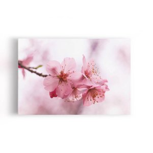 Quadro Flores de Cerejeira Rosa Sakura Foto Canvas 140x90cm