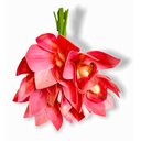 Ver imagem 2 de Buque Orquidea Cymbidium - Rose 31cm