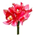 Ver imagem 1 de Buque Orquidea Cymbidium - Rose 31cm
