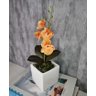 Arranjo De Mini Orquídea Laranja Vaso Branco Quadrado - 1