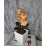 Arranjo De Mini Orquídea Laranja Vaso Branco Quadrado - 3
