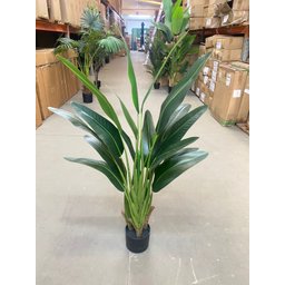 Bananeira Viajante Ravalena Planta Permanente Real Toque 1.20m - 4