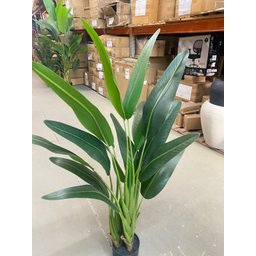 Bananeira Viajante Ravalena Planta Permanente Real Toque 1.20m - 8