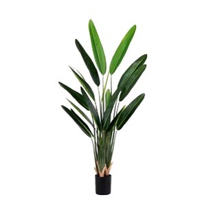 Bananeira Viajante Ravalena Planta Permanente Real Toque 1.20m