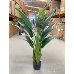Bananeira Viajante Ravalena Planta Permanente Real Toque 1.20m - 10