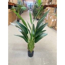 Bananeira Viajante Ravalena Planta Permanente Real Toque 1.20m - 7