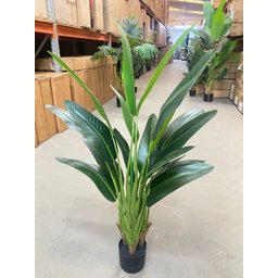 Bananeira Viajante Ravalena Planta Permanente Real Toque 1.20m - 9