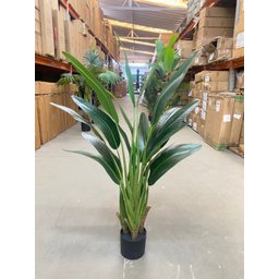Bananeira Viajante Ravalena Planta Permanente Real Toque 1.20m - 6