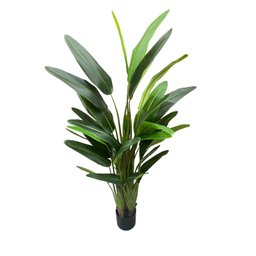 Bananeira Viajante Ravalena Planta Permanente Real Toque 1.20m - 2