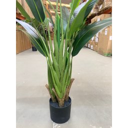 Bananeira Viajante Ravalena Planta Permanente Real Toque 1.20m - 5