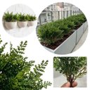 Ver imagem 7 de Kit de 7 Mini Buquê Samambaia Artificial 35cm para Decoração, Paisagismo e Arranjos Florais