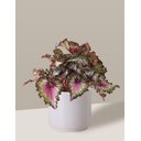 Ver imagem 1 de Vaso Cachepô de Cerâmica para Plantas Branco MED