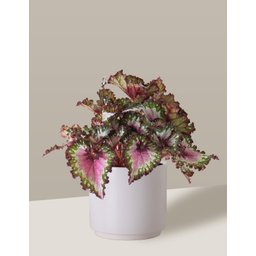 Vaso Cachepô de Cerâmica para Plantas Branco MED - 1