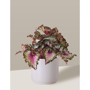 Vaso Cachepô de Cerâmica para Plantas Branco MED