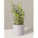 Ver imagem 6 de Vaso Cachepô de Cerâmica para Plantas Branco MED